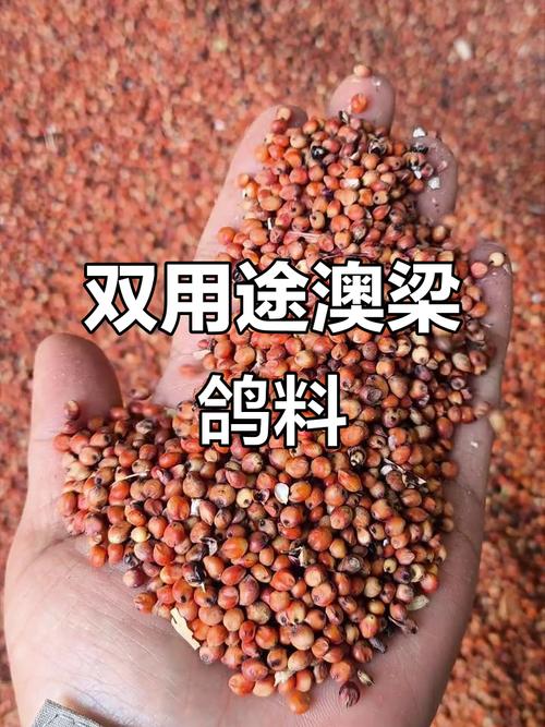 肉鸽育肥吃什么饲料-第2张图片-宁夏农业信息网