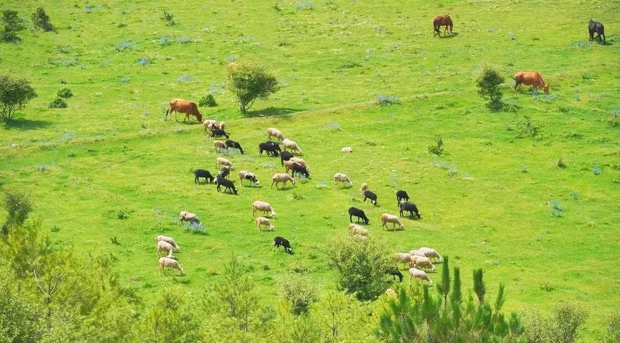 红骨山羊价格是多少-第1张图片-宁夏农业信息网 红骨山羊价格是多少-第1张图片-宁夏农业信息网