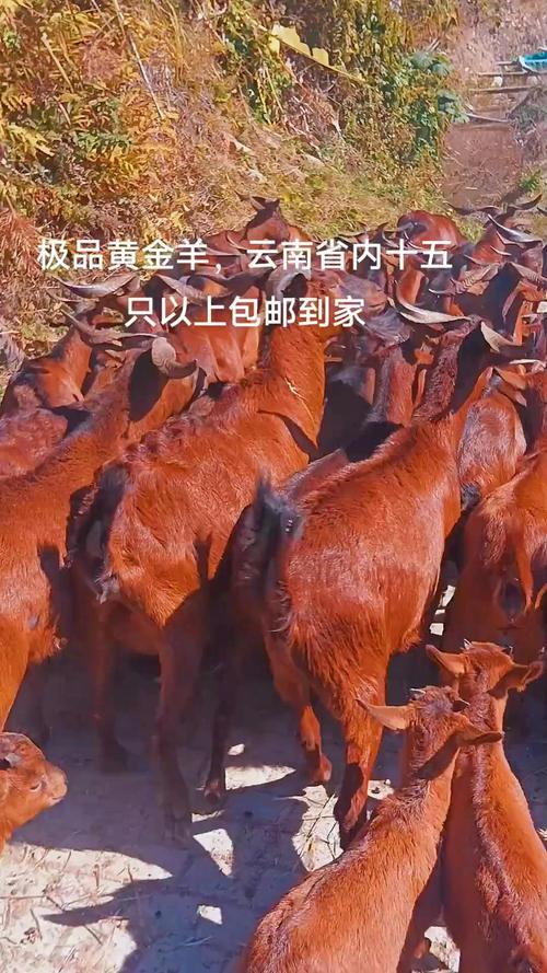 红骨山羊价格是多少-第2张图片-宁夏农业信息网 红骨山羊价格是多少-第2张图片-宁夏农业信息网