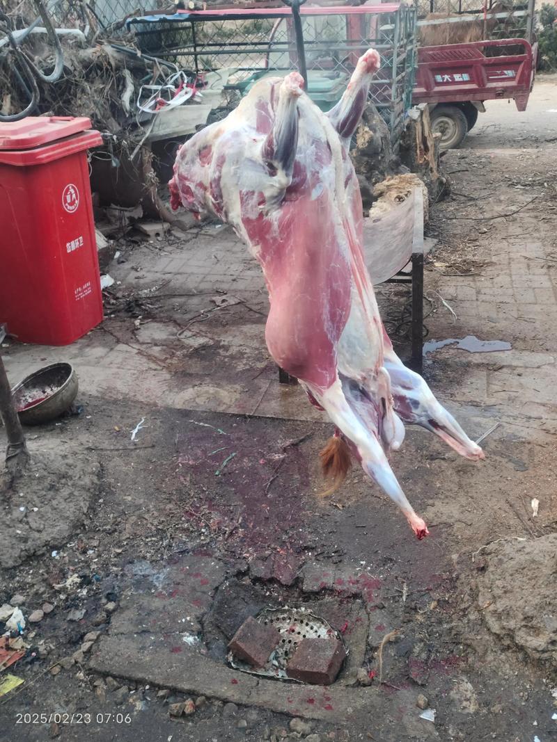 红骨山羊价格是多少-第3张图片-宁夏农业信息网 红骨山羊价格是多少-第3张图片-宁夏农业信息网