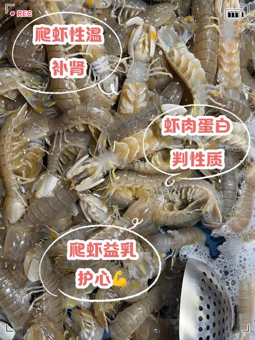 爬虾为什么没有养殖的-第2张图片-宁夏农业信息网