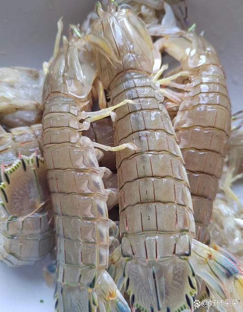 爬虾为什么没有养殖的-第3张图片-宁夏农业信息网