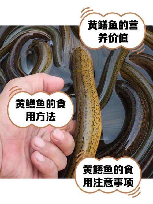 养殖的黄鳝吃什么东西-第3张图片-宁夏农业信息网