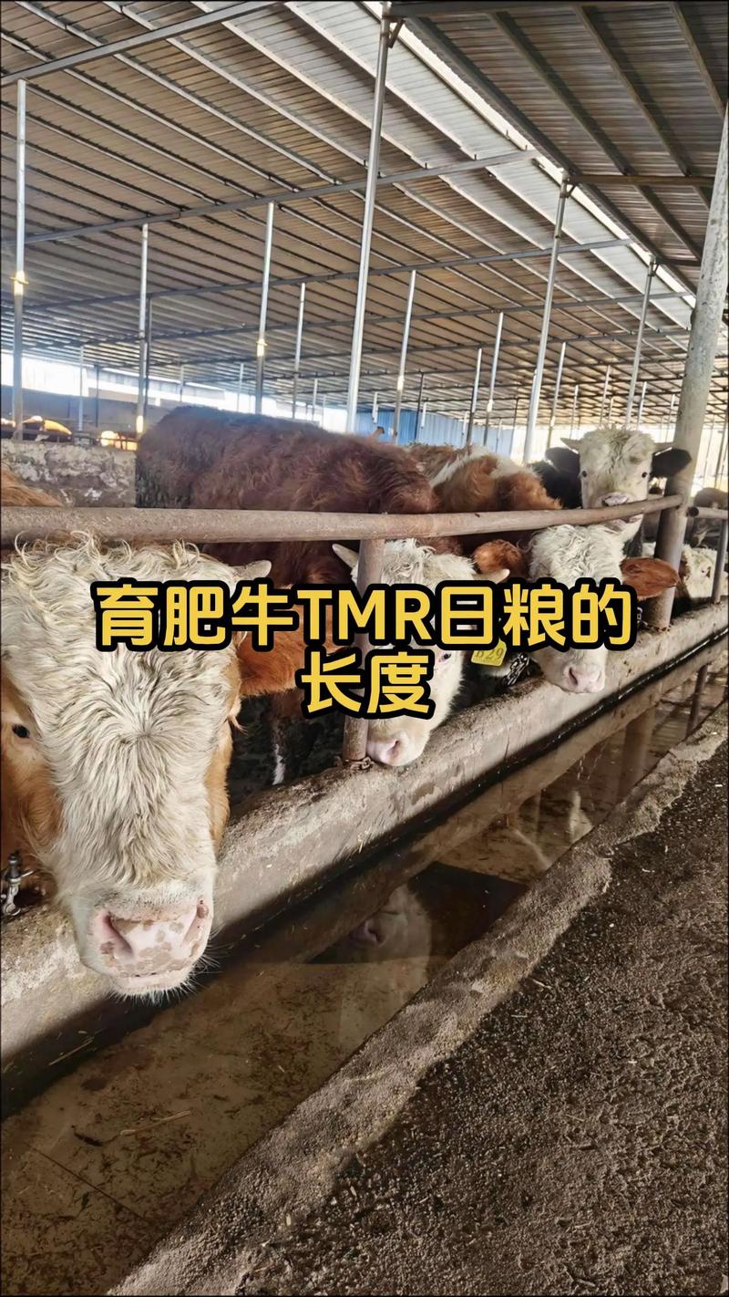 养牛喂什么饲料最好-第2张图片-宁夏农业信息网 养牛喂什么饲料最好-第2张图片-宁夏农业信息网