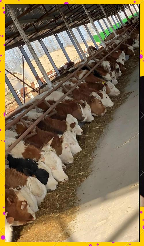 什么饲料牛长的快-第3张图片-宁夏农业信息网