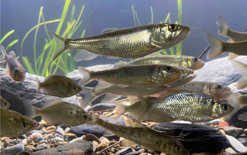 什么鱼适合大量养殖-第2张图片-宁夏农业信息网