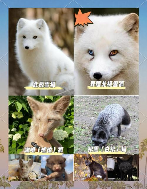 狐狸今天价格是多少-第2张图片-宁夏农业信息网