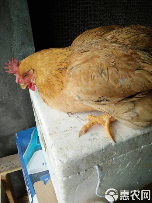 浠水淘汰鸡价格是多少-第2张图片-宁夏农业信息网