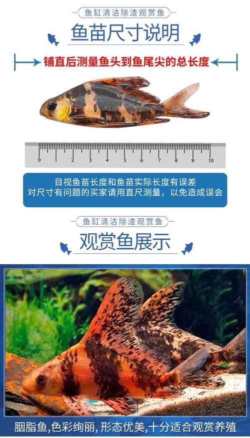 烟指鱼价格是多少-第3张图片-宁夏农业信息网