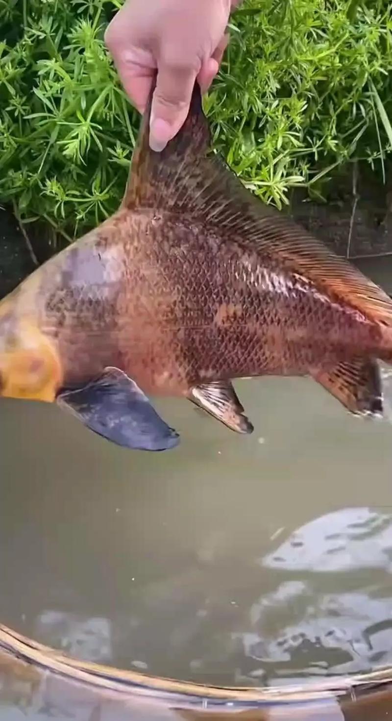 烟指鱼价格是多少-第2张图片-宁夏农业信息网