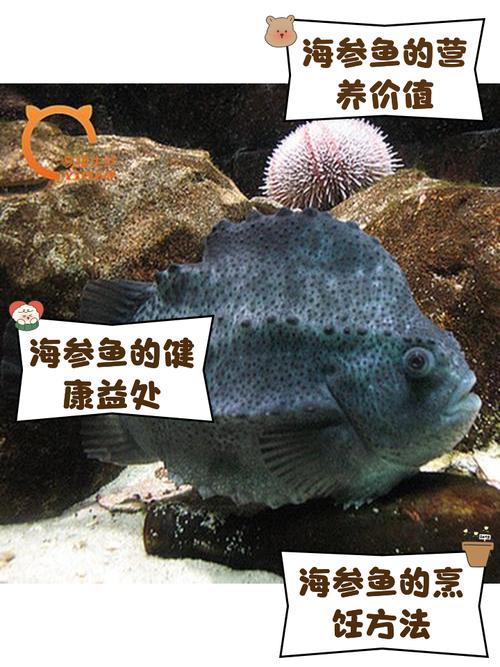 海参池养殖什么鱼-第1张图片-宁夏农业信息网