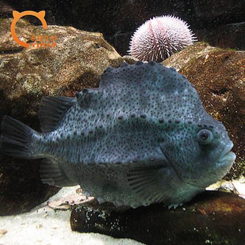 海参池养殖什么鱼-第2张图片-宁夏农业信息网