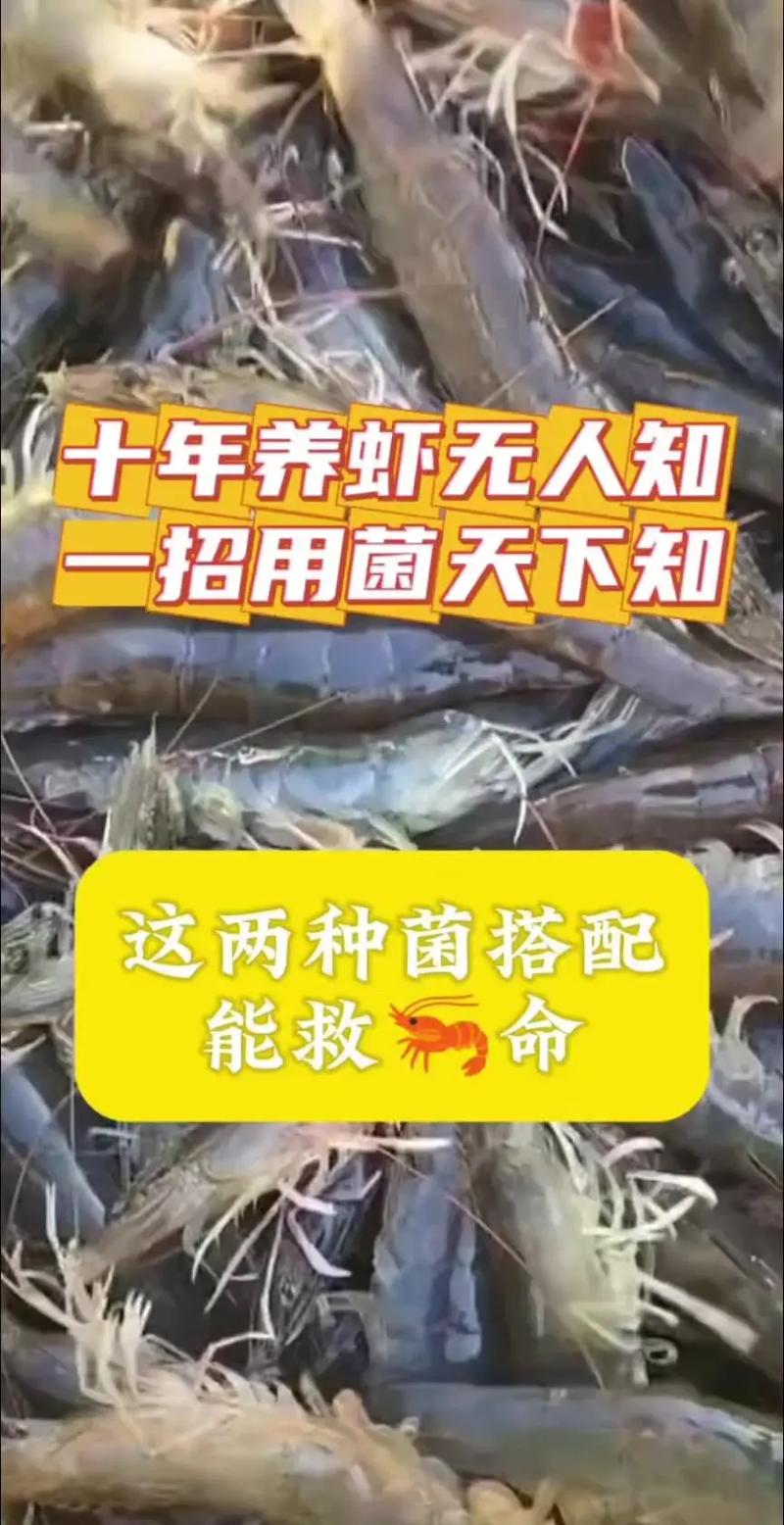 养殖虾苗用什么来消毒-第3张图片-宁夏农业信息网