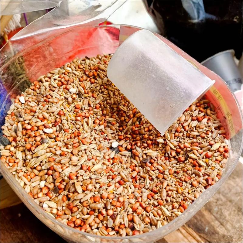 鸽子喂什么节省饲料-第1张图片-宁夏农业信息网