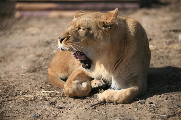 养殖什么动物耐高温-第3张图片-宁夏农业信息网