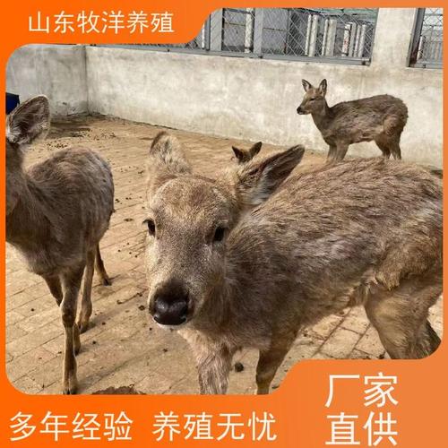 养殖什么动物耐高温-第1张图片-宁夏农业信息网