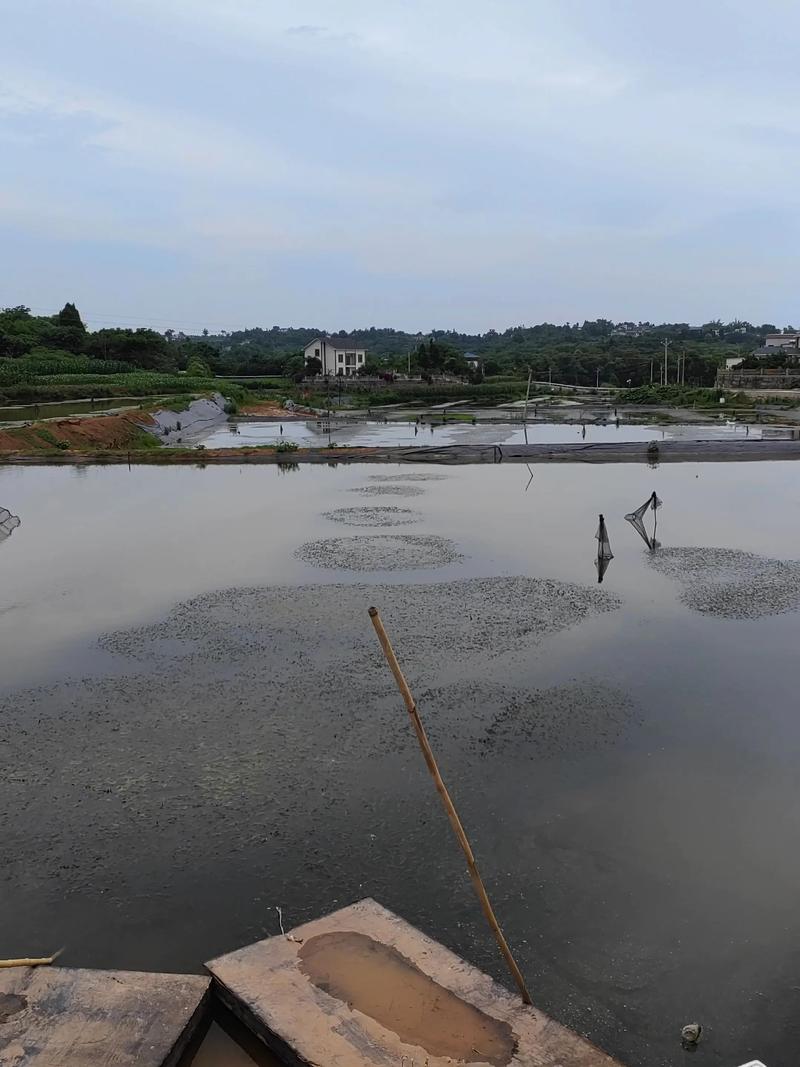 养殖清水虾能套养什么区别-第2张图片-宁夏农业信息网