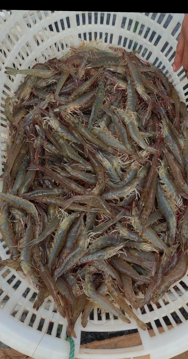 养殖清水虾能套养什么-第1张图片-宁夏农业信息网