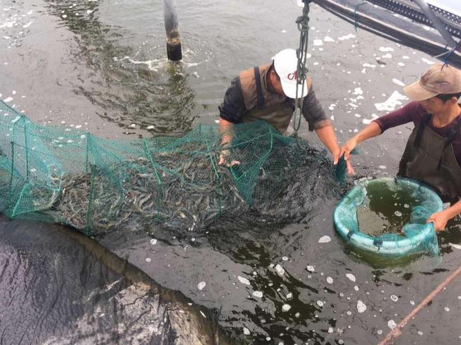 养殖清水虾能套养什么-第3张图片-宁夏农业信息网