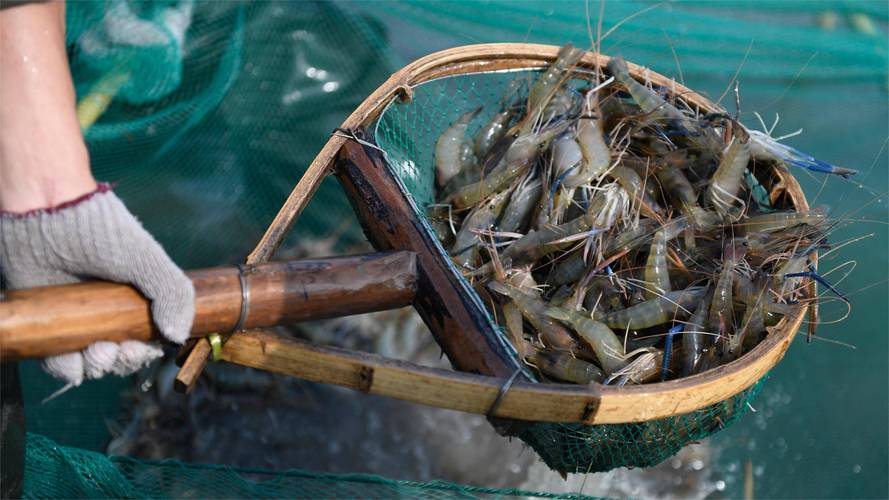 养殖清水虾能套养什么-第2张图片-宁夏农业信息网