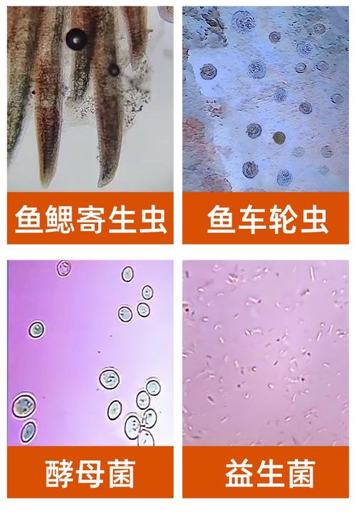 水产养殖用什么显微镜-第2张图片-宁夏农业信息网