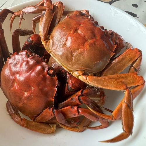 室内适合养殖什么螃蟹-第2张图片-宁夏农业信息网