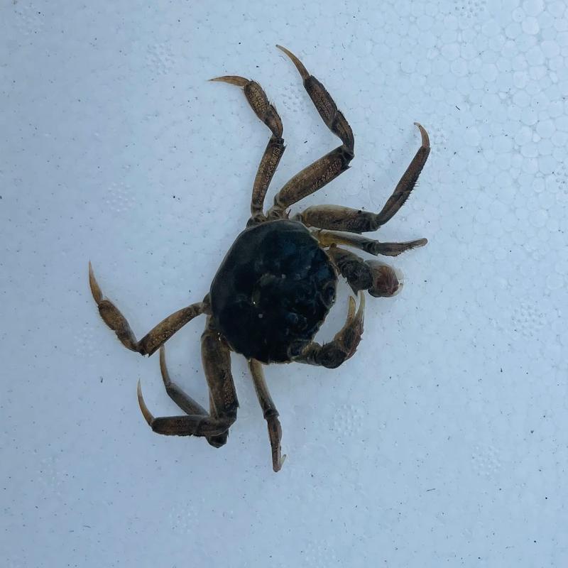 室内适合养殖什么螃蟹-第3张图片-宁夏农业信息网