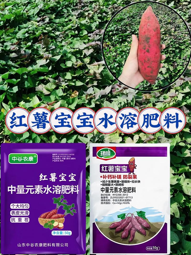 红薯属于什么饲料-第3张图片-宁夏农业信息网