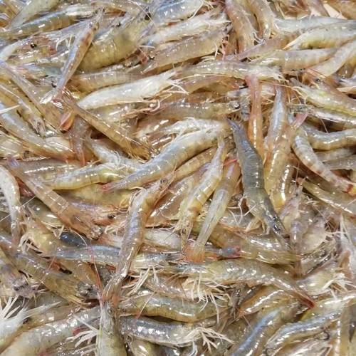 养殖的虾是什么颜色的-第2张图片-宁夏农业信息网