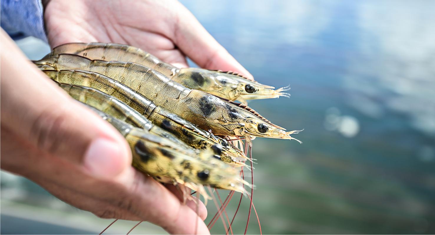 养殖的虾是什么颜色的-第3张图片-宁夏农业信息网