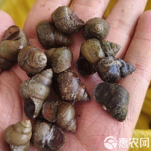 用什么饲料能替代田螺-第3张图片-宁夏农业信息网