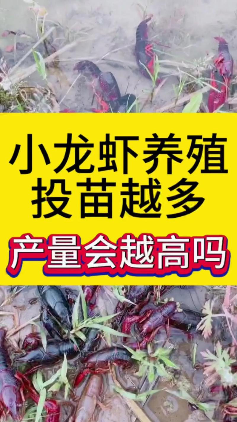 龙虾什么时候养殖-第1张图片-宁夏农业信息网