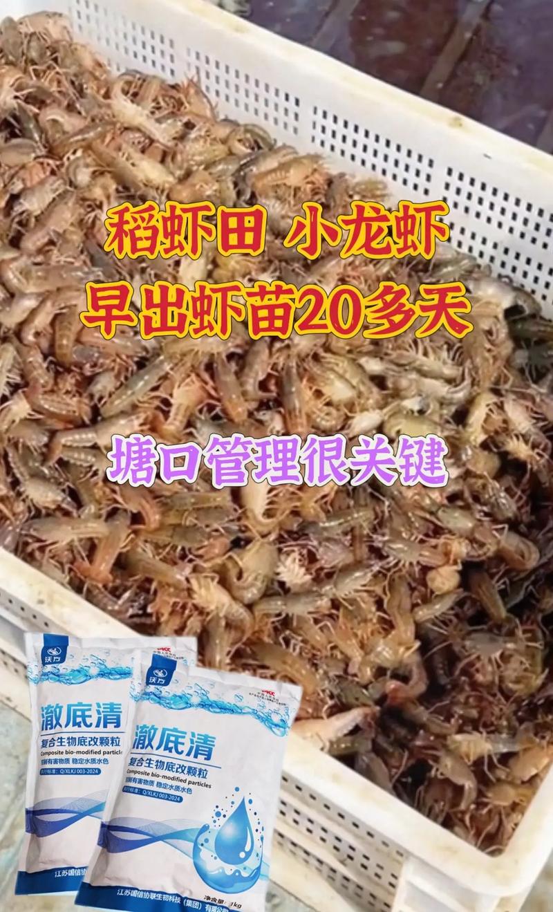 龙虾什么时候养殖-第3张图片-宁夏农业信息网