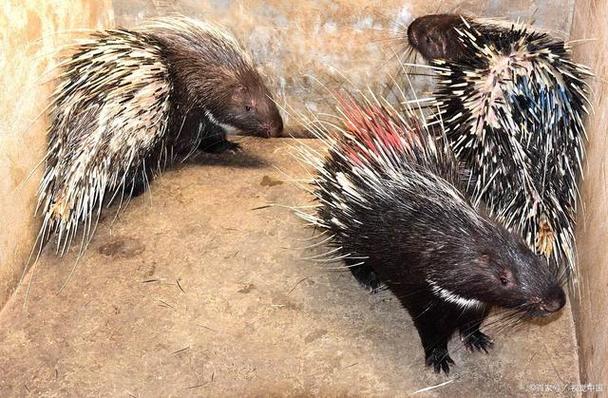 豪猪需要吃什么特别饲料-第2张图片-宁夏农业信息网