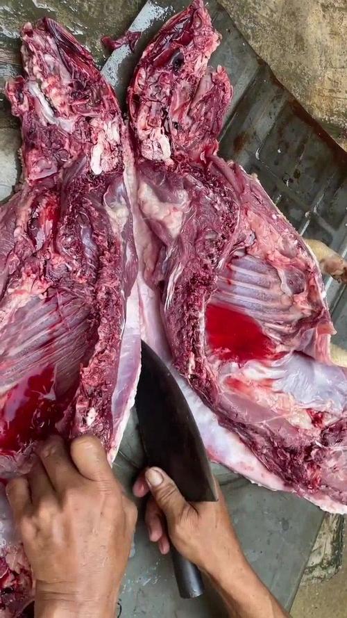 豪猪需要吃什么特别饲料-第1张图片-宁夏农业信息网