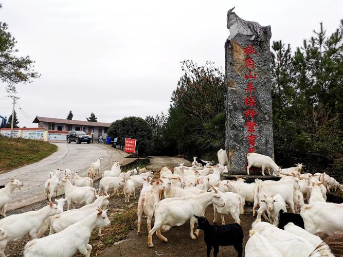 板角山羊价格是多少-第1张图片-宁夏农业信息网
