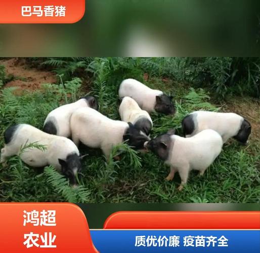 广西养殖什么有市场-第3张图片-宁夏农业信息网 广西养殖什么有市场-第3张图片-宁夏农业信息网