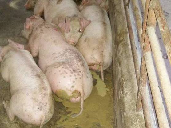 猪饲料中最难消化的是什么-第3张图片-宁夏农业信息网