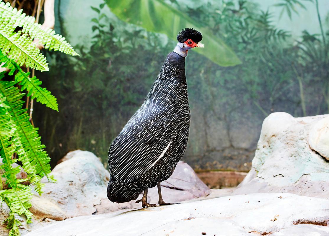 珍珠鸡吃什么饲料-第2张图片-宁夏农业信息网