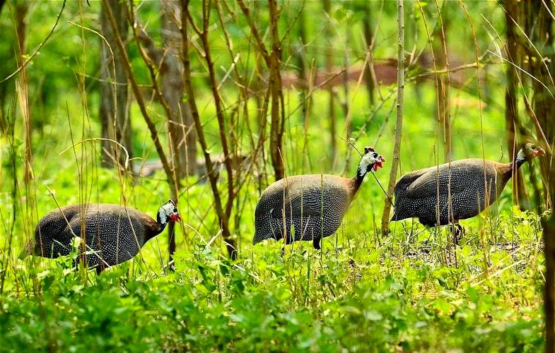 珍珠鸡吃什么饲料-第1张图片-宁夏农业信息网
