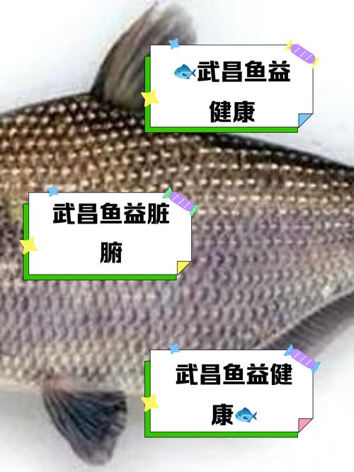 武昌鱼吃什么饲料-第1张图片-宁夏农业信息网