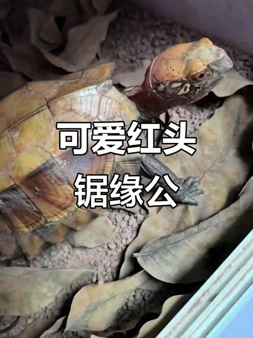 红头红眼锯缘多少价格-第1张图片-宁夏农业信息网