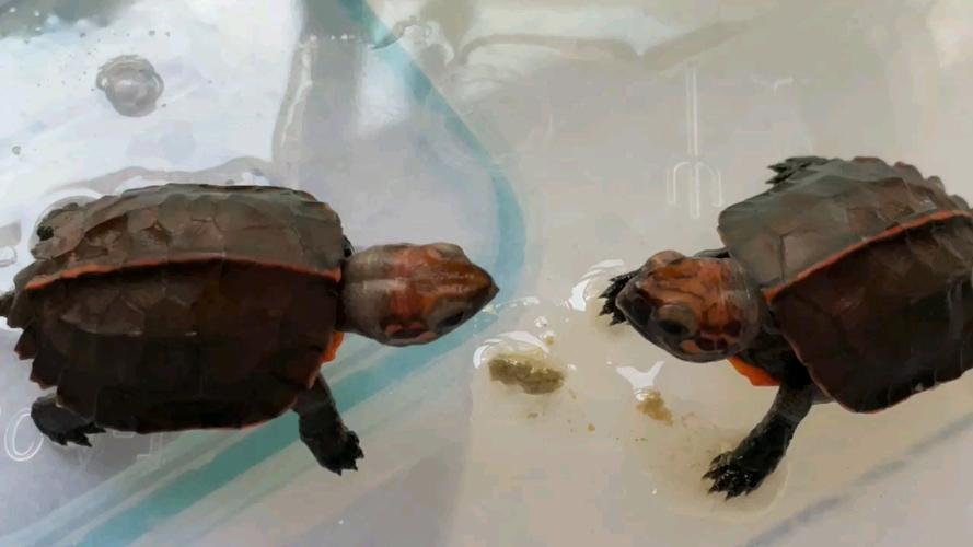 红头红眼锯缘多少价格-第3张图片-宁夏农业信息网