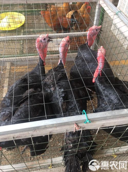 贵州火鸡苗价格是多少-第2张图片-宁夏农业信息网