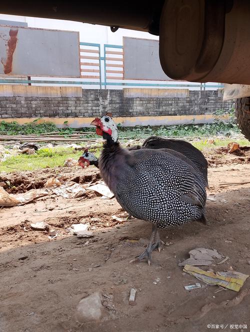 贵州火鸡苗价格是多少-第3张图片-宁夏农业信息网