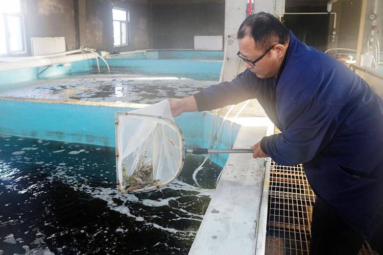 养殖什么水产成本低-第3张图片-宁夏农业信息网 养殖什么水产成本低-第3张图片-宁夏农业信息网