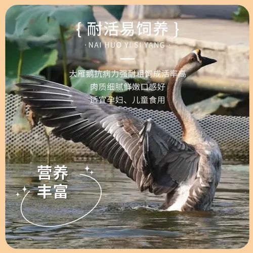 大雁鹅的价格是多少-第3张图片-宁夏农业信息网