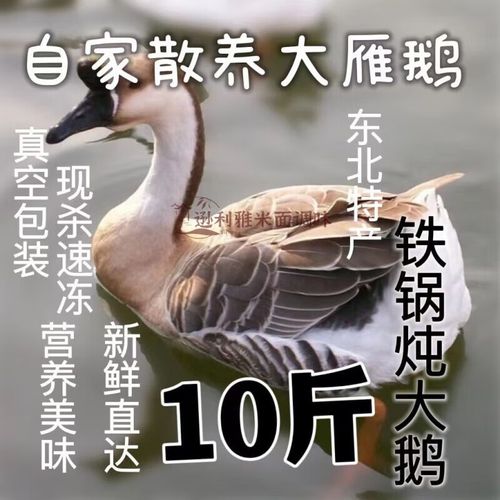 大雁鹅的价格是多少-第2张图片-宁夏农业信息网