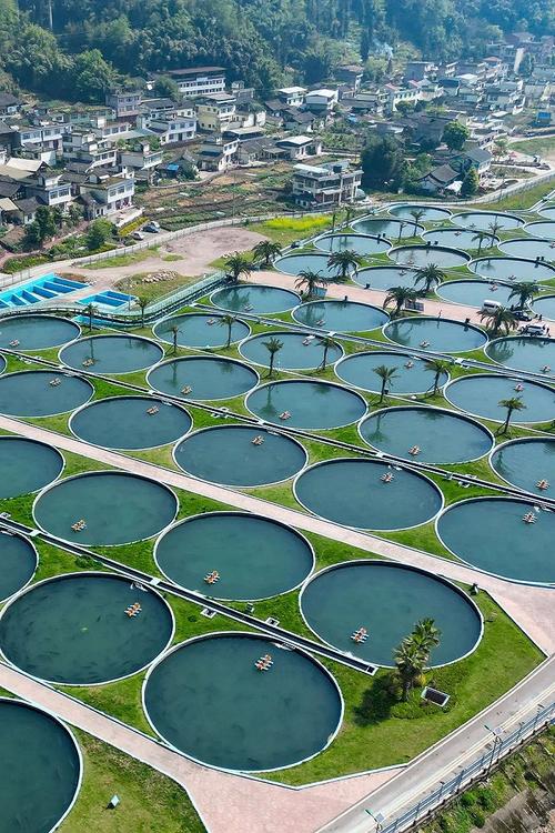 什么地方适合养殖鲟鱼-第3张图片-宁夏农业信息网