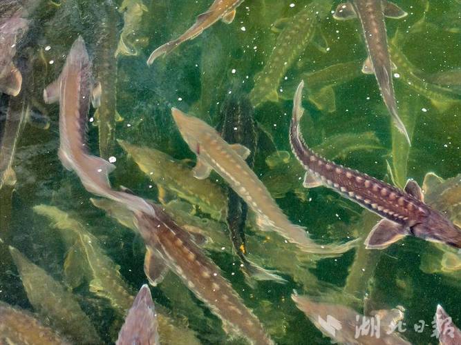 什么地方可以养殖鲟鱼-第3张图片-宁夏农业信息网